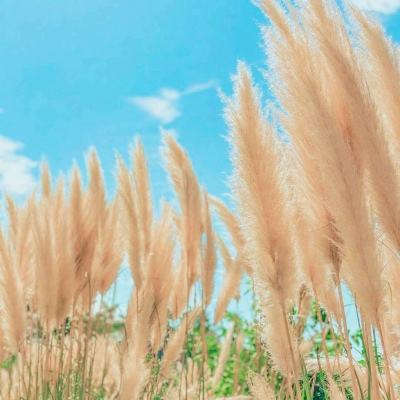 御剑凌仙手游破解版下载