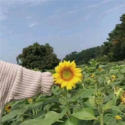 赤炼苍穹手游下载
